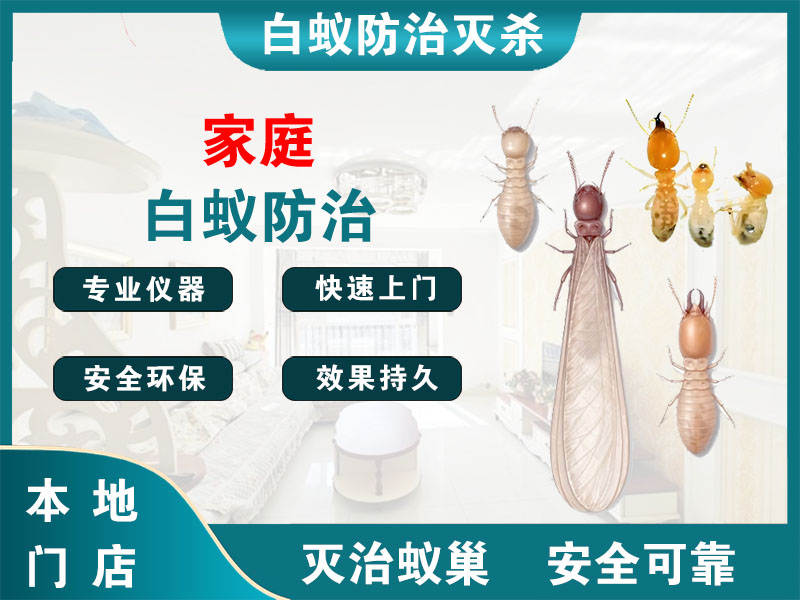 杭州市家庭白蚁防治
